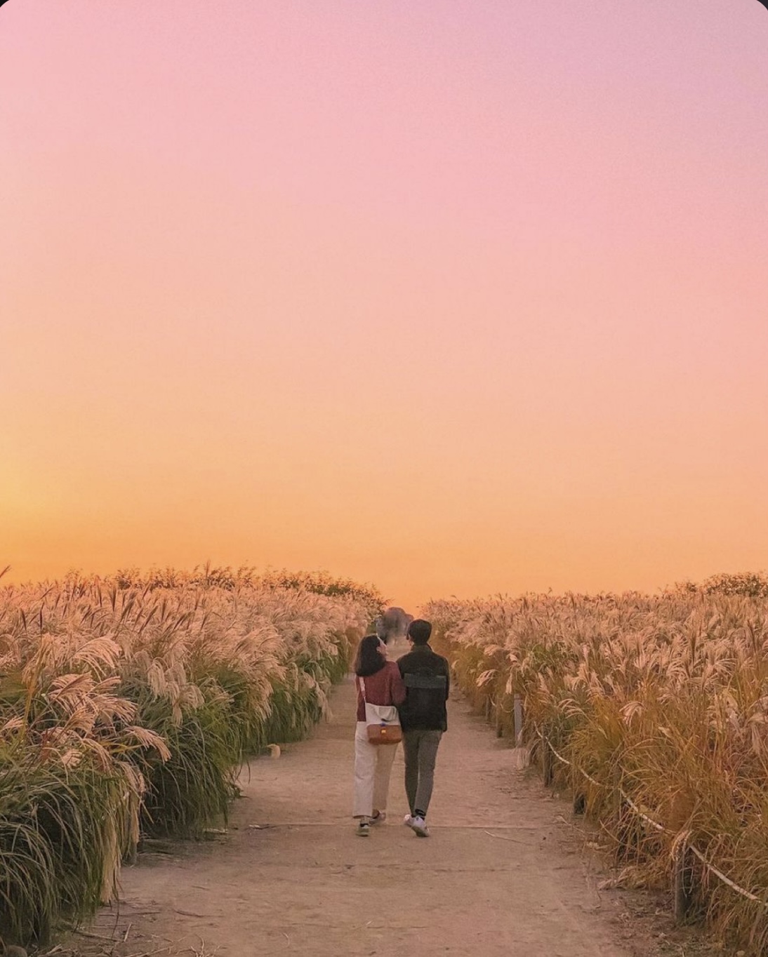 RỰC RỠ PHÍA CUỐI ĐƯỜNG