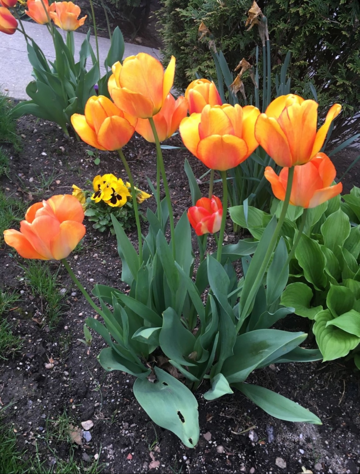 KIẾP NÀY TÔI PHẢI GIỮ TRUNG LẬP