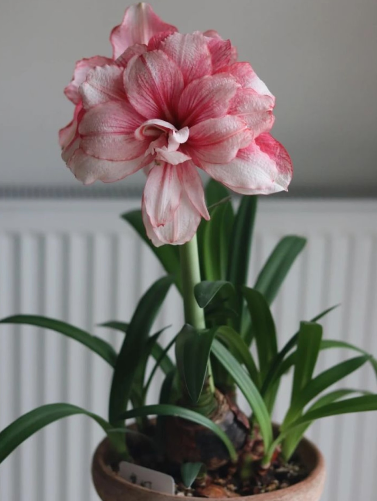 KHÔNG DÁM NÓI LỜI YÊU