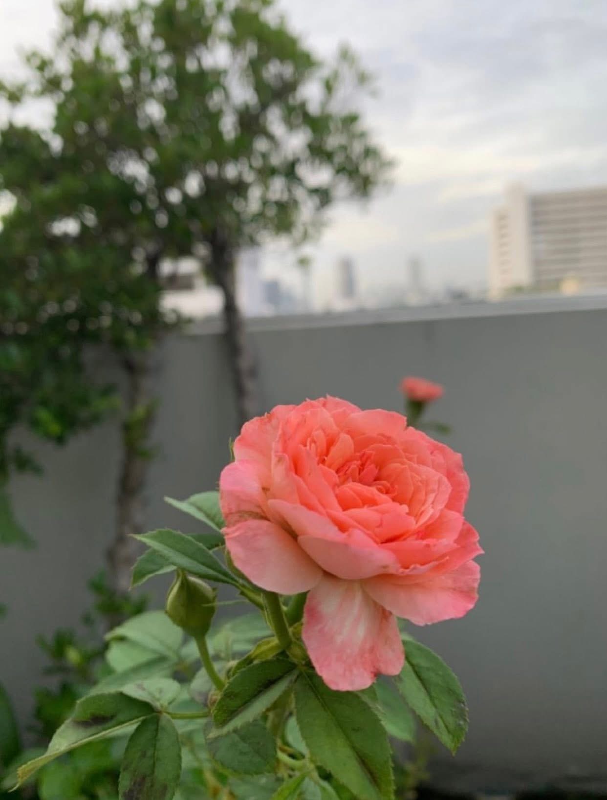 ANH CHỈ LÀ NGƯỜI THAY THẾ