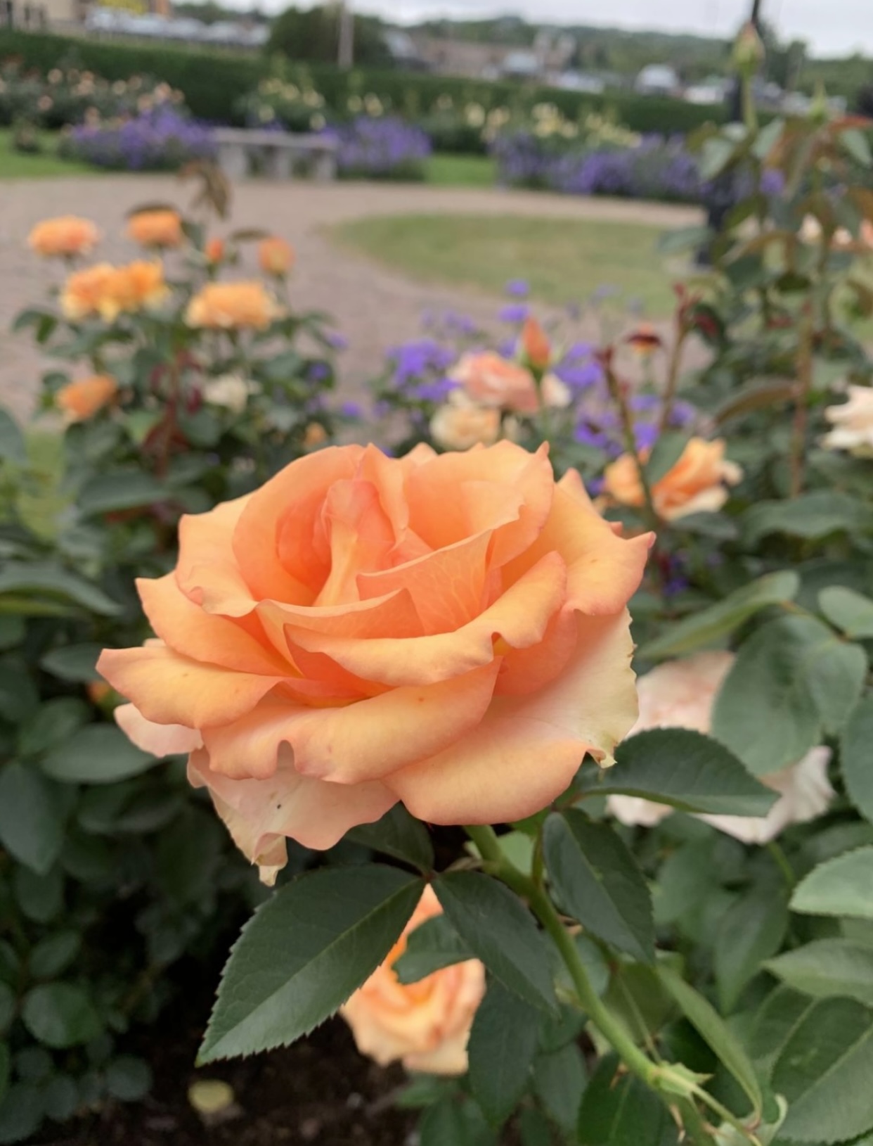 CHINH PHỤC NGƯỜI CHỒNG DỊU DÀNG