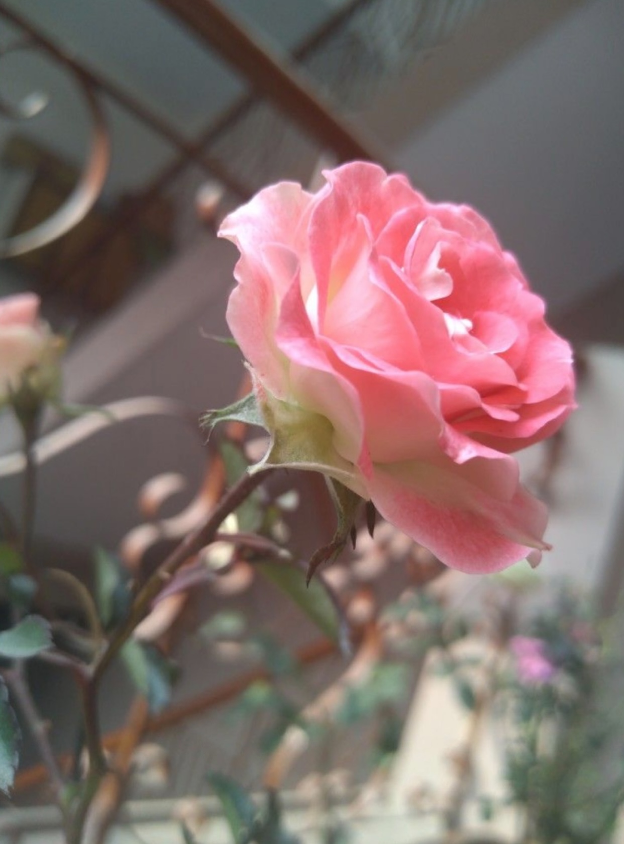 SỐ PHẬN CON NGƯỜI FUL