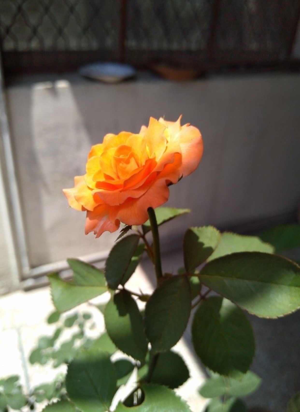 RỜI XA GIANG HẠO