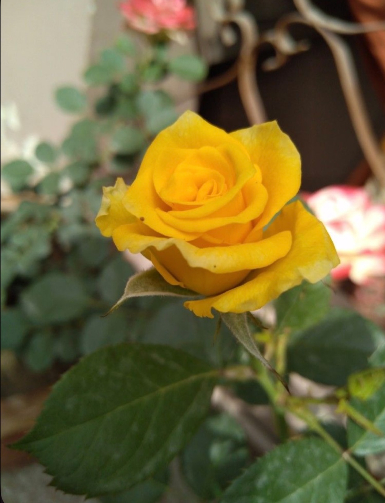 TRỌNG SINH TRỞ LẠI TÔI CHỌN LẤY NGƯỜI KHÁC FULL