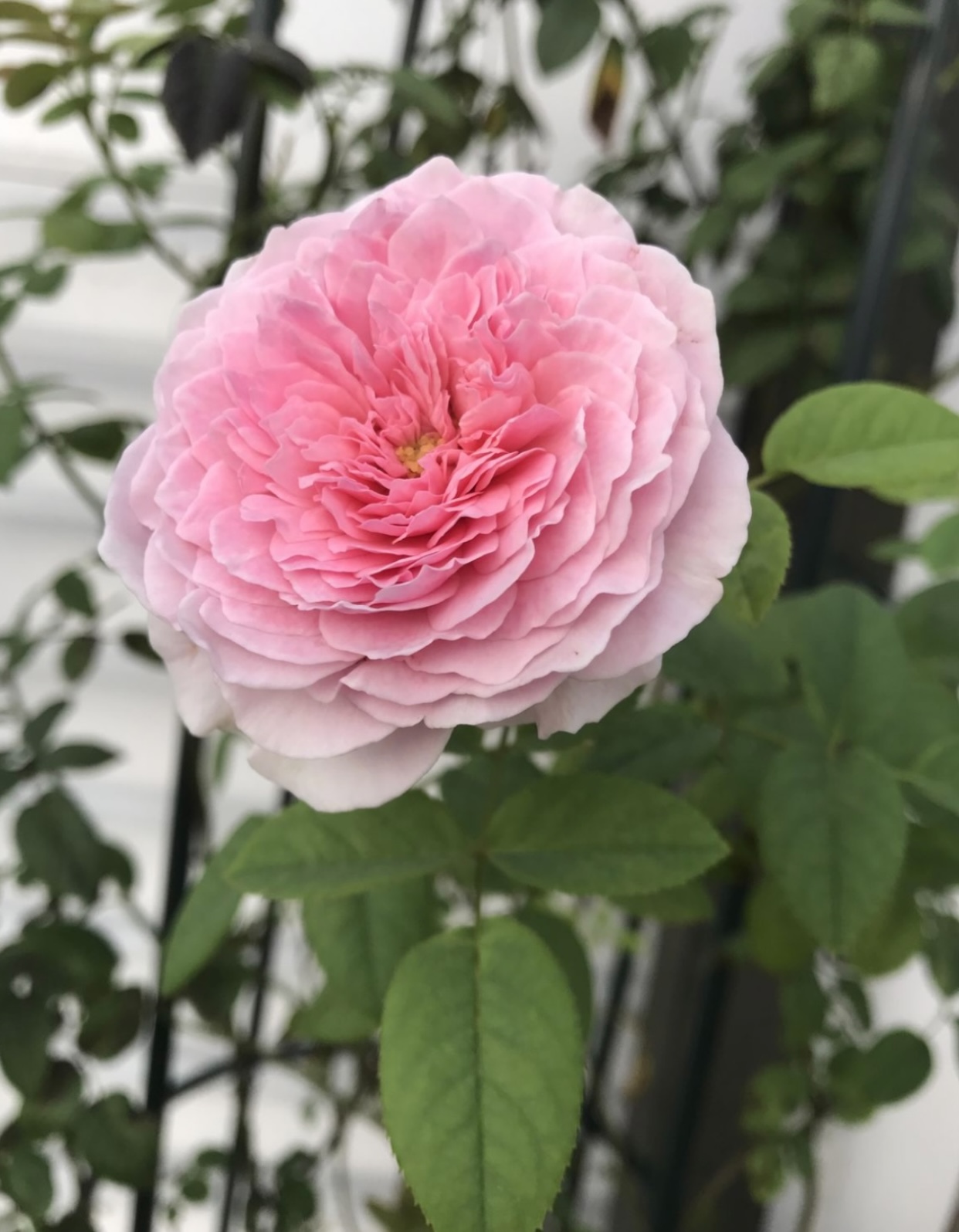 KIẾP NÀY CHỒNG TÔI CHỌN CUỘC SỐNG KHÁC