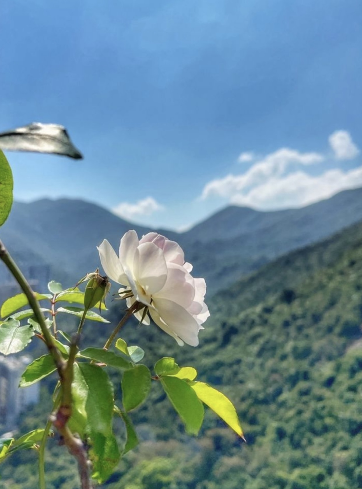 TAN NÁT CON TIM FULL