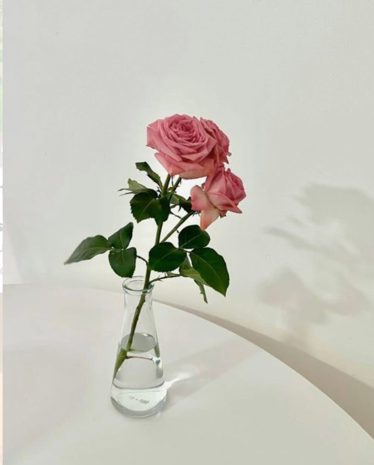 CHỒNG TÔI LUÔN CHỌN BẢO VỆ BẠCH NGUYỆT QUANG