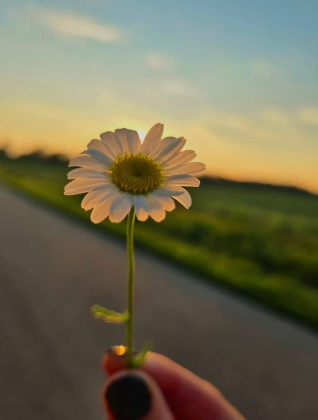 TÍN VẬT TÌNH YÊU CỦA TỘC NGƯỜI CÁ