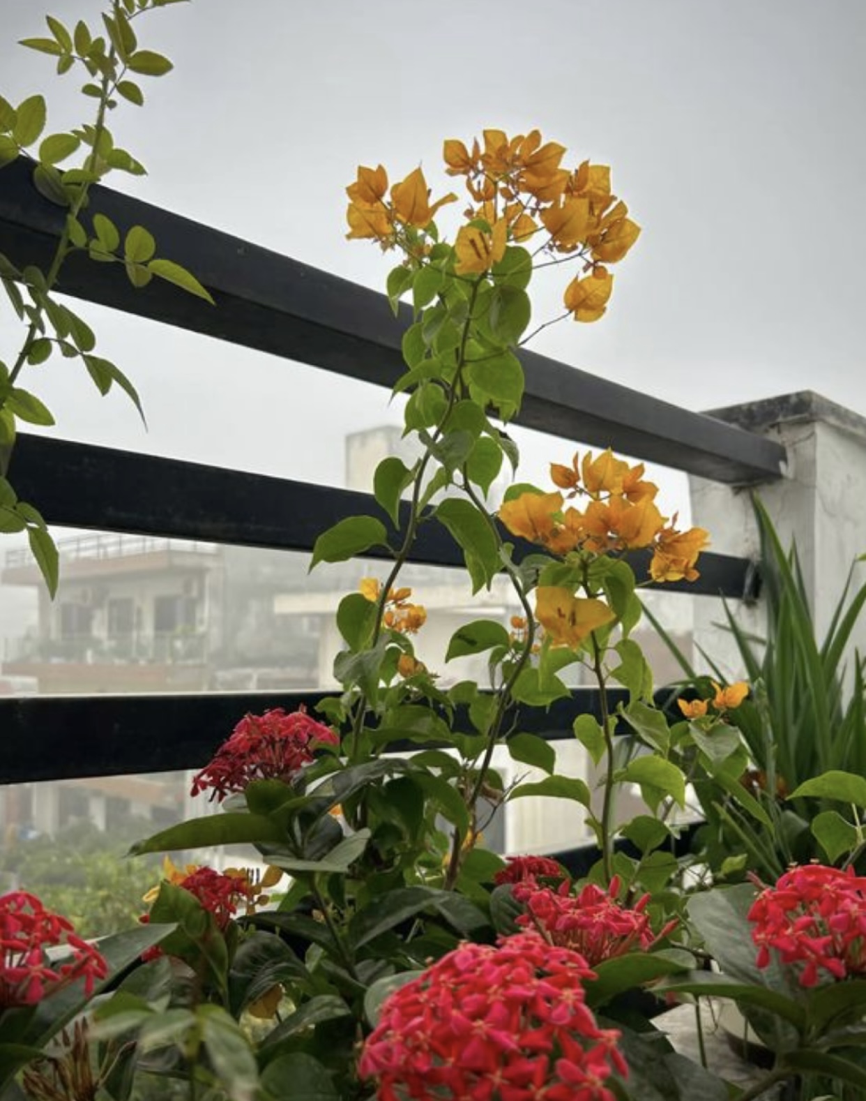 TÔI TÌM ANH SUỐT BA NĂM