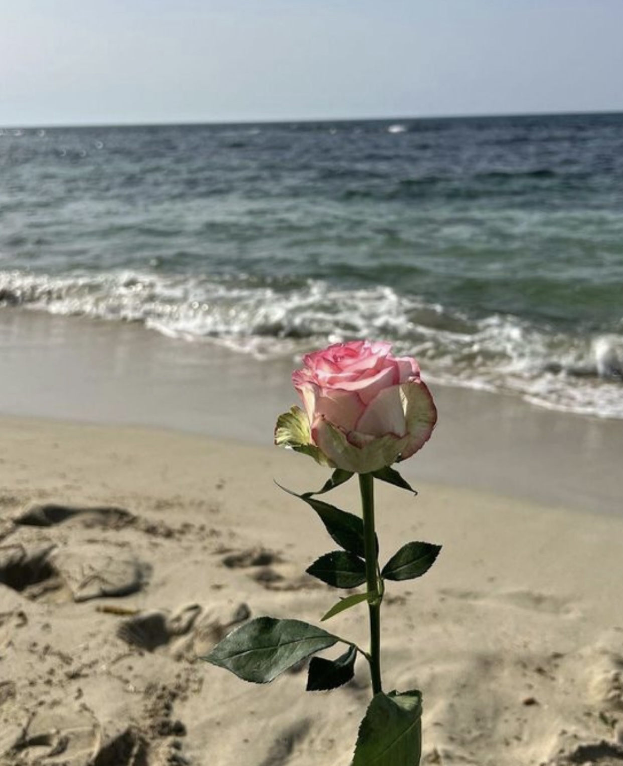 TRỌNG SINH TRỞ LẠI TÔI GIAO TOÀN BỘ GIẤY BÁO DỰ THI CHO HOA KHÔI TRƯỜNG