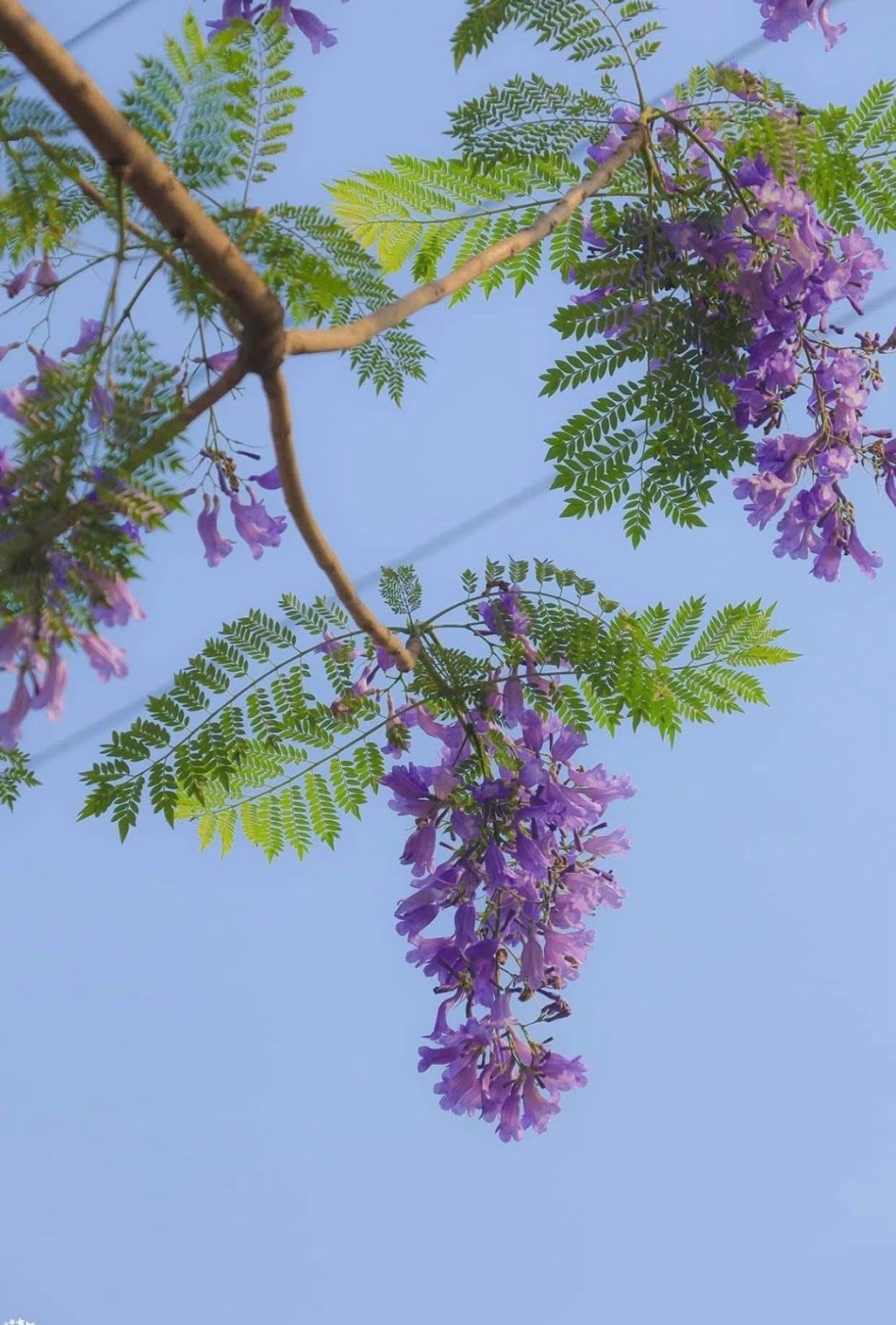 GIÀNH LẠI HẠNH PHÚC